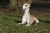 WHIPPET 411